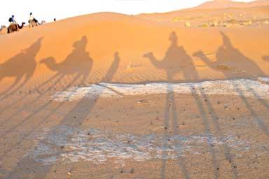 Silhouettes of camels on the sand